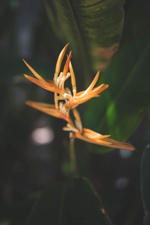 Hotel Guava Garden Gili Trawangan Zewnętrze zdjęcie